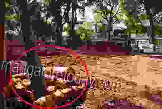 contractor   felling tree 1